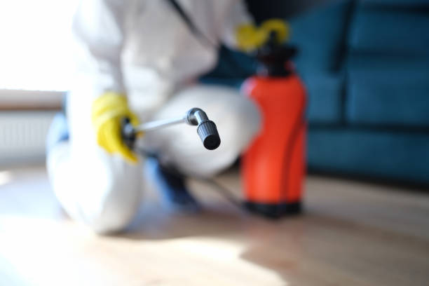 Best Water Damage & Mold Remediation  in Wyong, MI